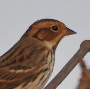 Little Bunting