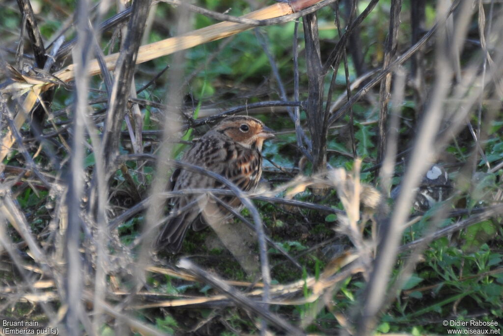 Little Bunting