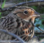 Little Bunting