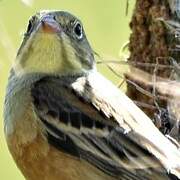 Ortolan Bunting