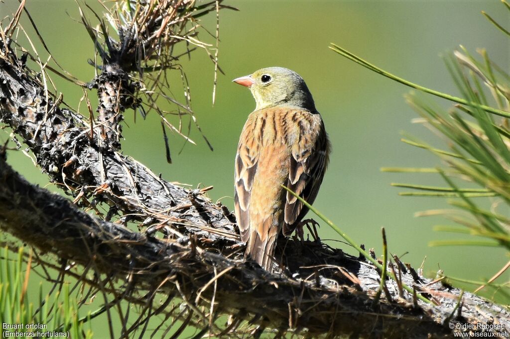 Ortolan Bunting male