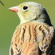 Ortolan Bunting