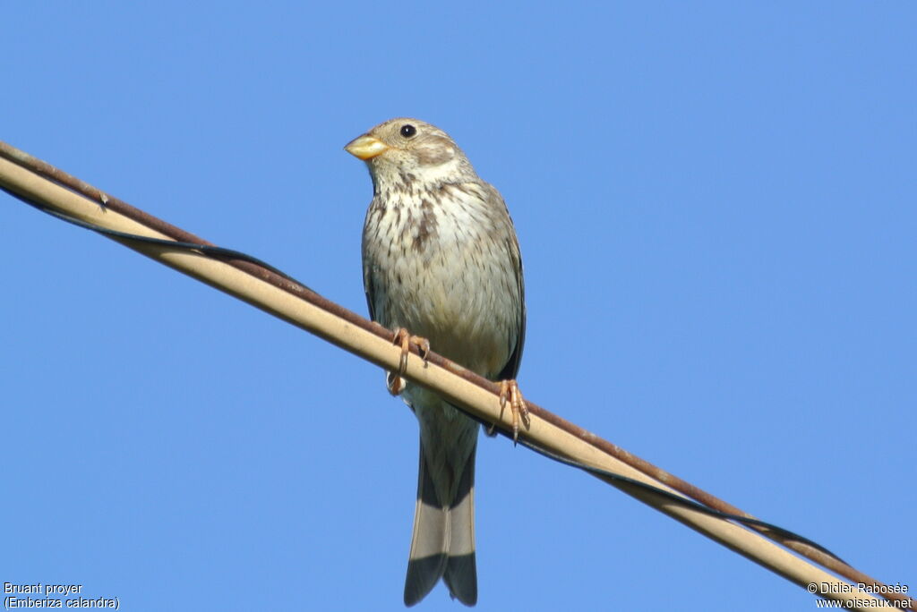 Corn Bunting