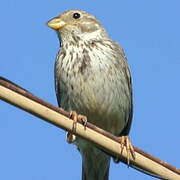 Corn Bunting