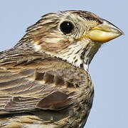 Corn Bunting