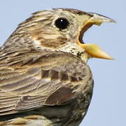 Corn Bunting