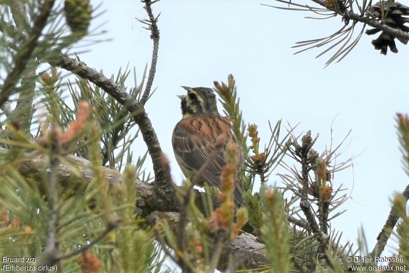 Cirl Bunting male adult