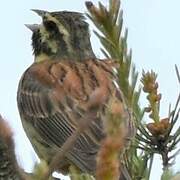 Cirl Bunting