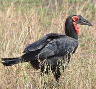 Southern Ground Hornbill