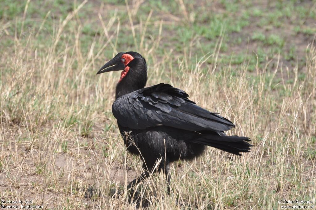 Southern Ground Hornbill