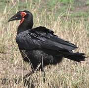 Southern Ground Hornbill