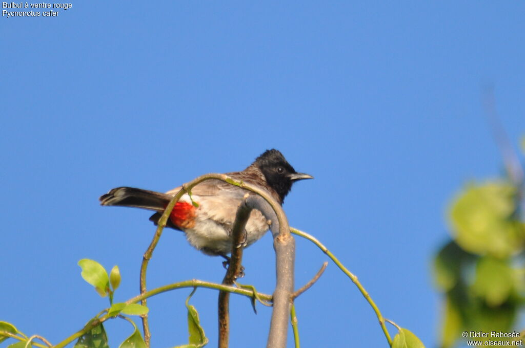 Red-vented Bulbul