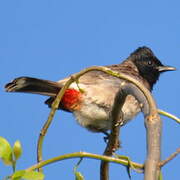 Bulbul à ventre rouge