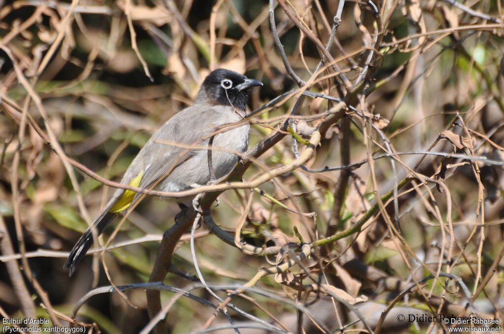 White-spectacled Bulbul