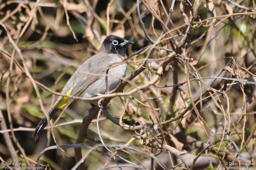 Bulbul d'Arabie