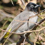 Bulbul d'Arabie