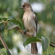 Bulbul des jardins