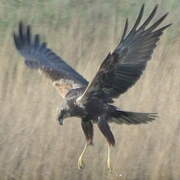 Western Marsh Harrier