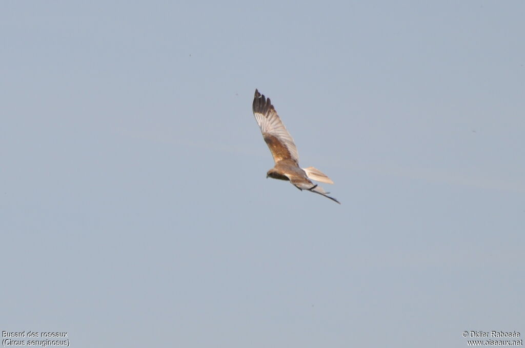 Western Marsh Harrier male adult breeding