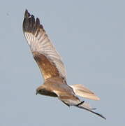 Western Marsh Harrier