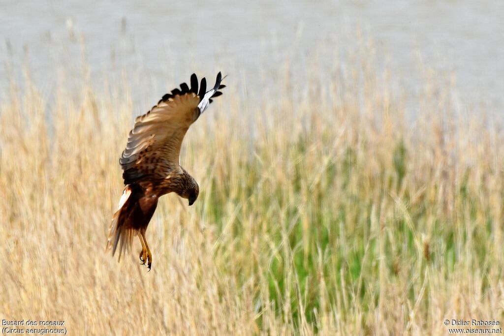 Western Marsh Harrier male, Behaviour