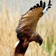 Western Marsh Harrier