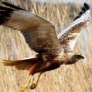 Western Marsh Harrier