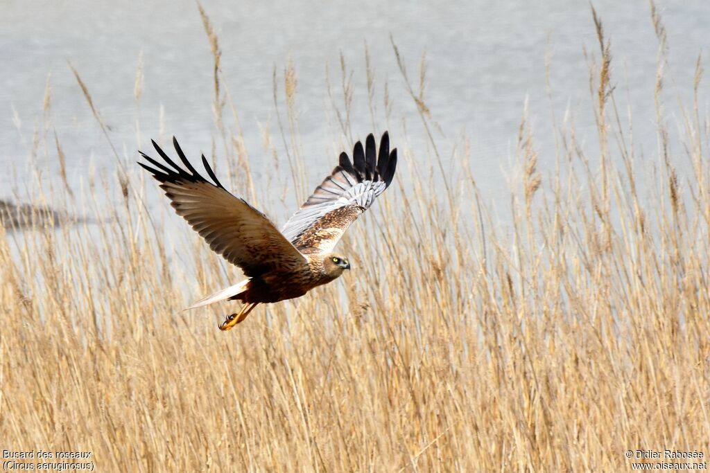 Western Marsh Harrier male adult