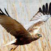 Western Marsh Harrier