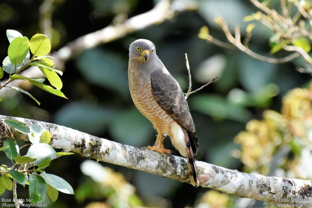 Roadside Hawk