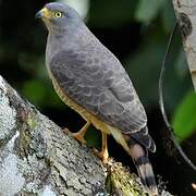 Roadside Hawk