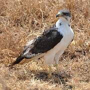 Augur Buzzard