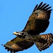 Common Black Hawk