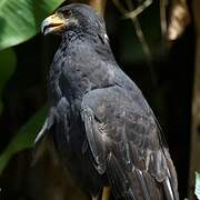 Common Black Hawk