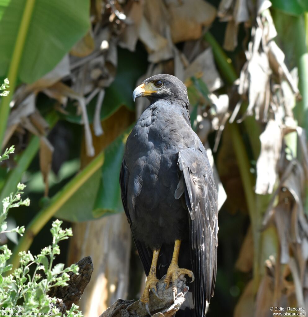 Common Black Hawkadult