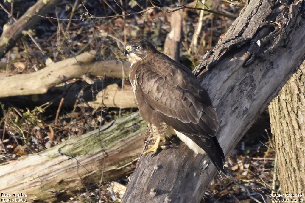 Buse variable