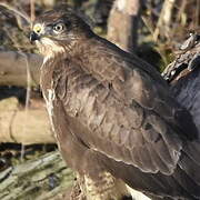 Common Buzzard