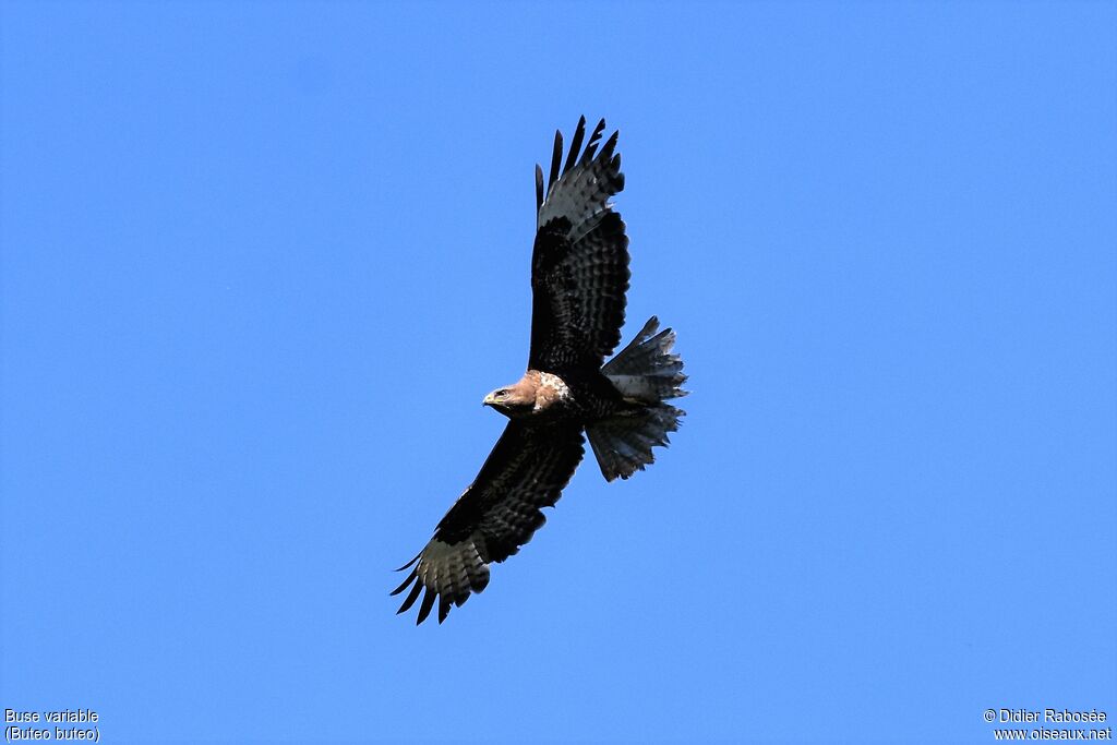 Common Buzzard, Flight