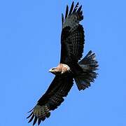 Common Buzzard