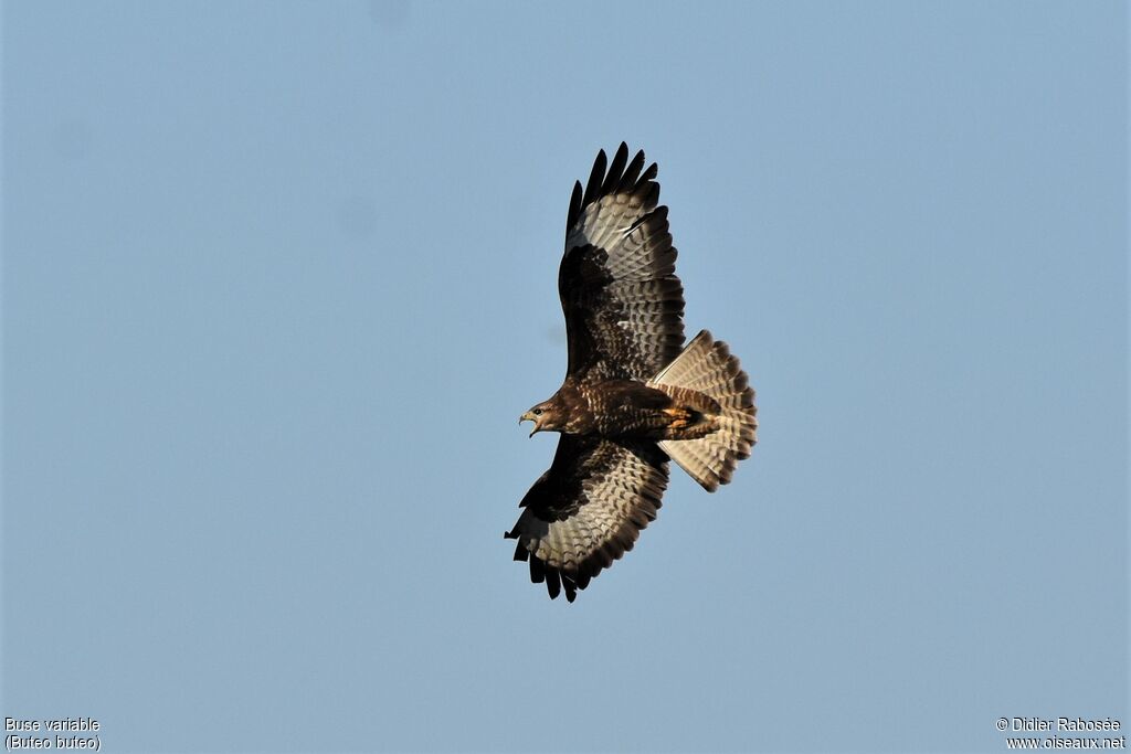 Common Buzzard