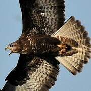 Common Buzzard