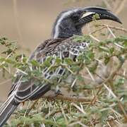 African Grey Hornbill