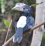 Silvery-cheeked Hornbill