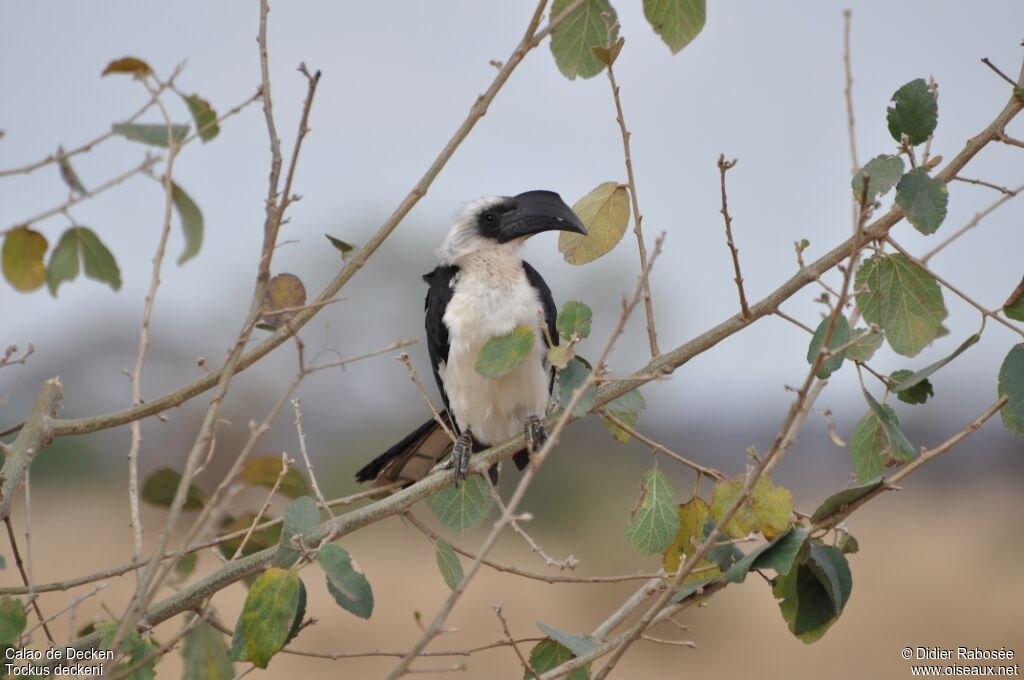 Von der Decken's Hornbill female