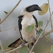 Von der Decken's Hornbill