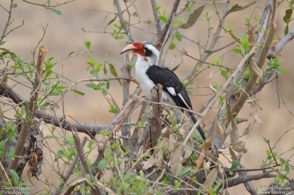 Von der Decken's Hornbill male adult