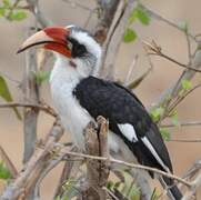 Von der Decken's Hornbill