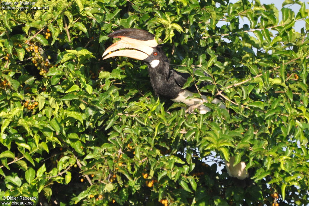 Malabar Pied Hornbill