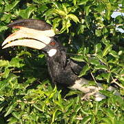 Malabar Pied Hornbill