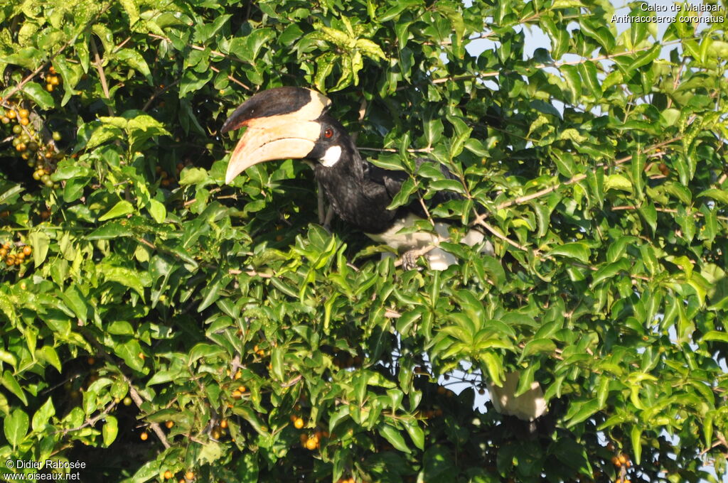 Malabar Pied Hornbill